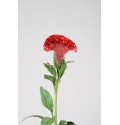ΤΣΕΛΟΖΙΑ ΚΡΙΣΤ. ΚΟΚΚΙΝΗ  CELOSIA  C ACT DARA